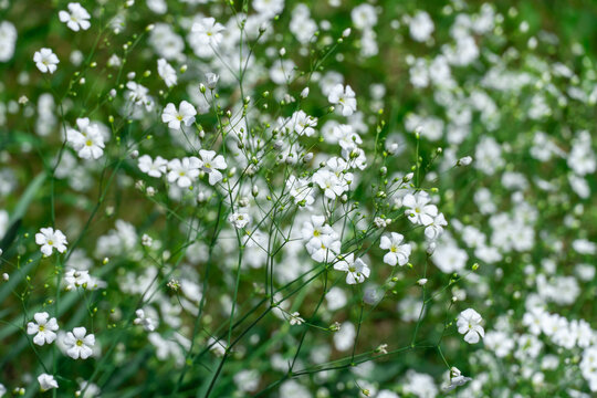 Flowering white gypsophila graceful or baby's breath in garden. Gypsophila flowers blossom in gardening. Tender inflorescences the family caryophyllaceae symbolize wedding and communion invitation.