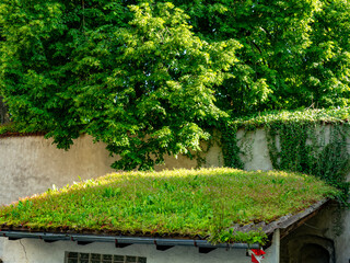 Wildwuchs auf einem alten dach