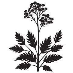 Black silhouette of a blooming yarrow plant with detailed leaves