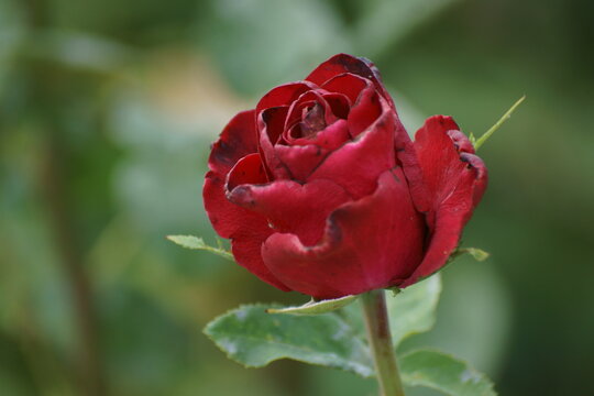red rose on the street 