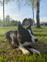 Happy dog playing outdoors with stick on a sunny day, enjoying rural life, celebrating spring, ideal for blog post, web article, magazine and greeting card	
