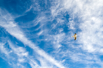 gaviota volando por el cielo azul en la playa 