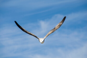 gaviota volando por el cielo azul en la playa 