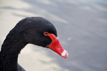 Black Swan Portrait on River Adelaide
