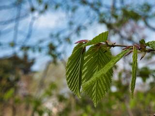Closeup of green leaves on the end of a twig in a garden