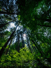 Obraz premium Mischwald im Frühjahr