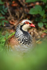 Partridge1