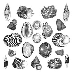 Sea Shell Collection. Black and white hand-drawn illustrations of sea shells. Isolated on white background. Ideal for design and creative use.
