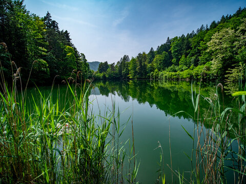 Schöner See im Wald