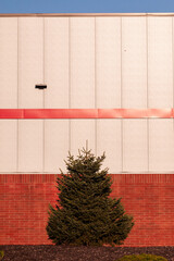 Tree against the wall