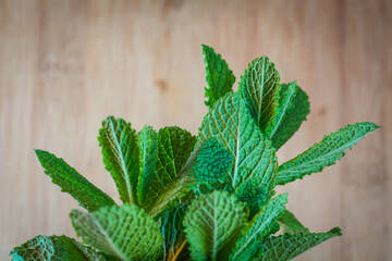 Fresh Mint Leaves Close-up View of Herbs