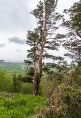Fototapeta premium alpine elevation in a park area, trees in new greenery, spring colors, flowering plants, outdoor walks in a nature park with an overview of the area