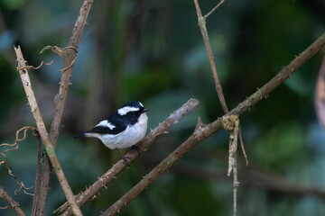 little pied flycatcher or Ficedula westermanni seen in Karimganj, Assam, India