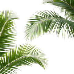 Fototapeta premium Tropical Palm Leaves on Transparent Background – Exotic Nature Border for Summer Design