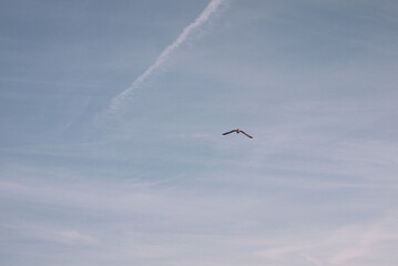 seagull in flight