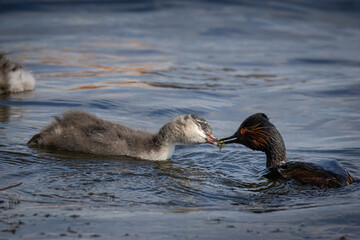 An adult female Black-necked Grebe feeds its chick in the water on a sunny summer day.