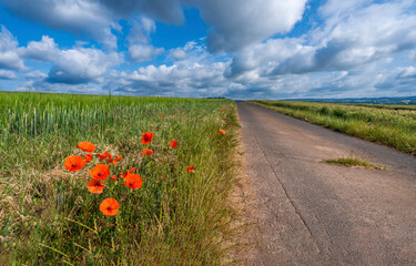 poppy field in summer