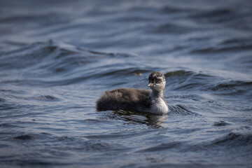A Black-necked Grebe chick swims toward the camera lens on a sunny, windy day.