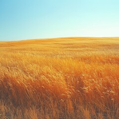Golden Wheat Field Under Blue Sky — Tranquil Countryside Landscape for Nature, Agriculture, and Wellness Themes