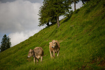 Cattle grazing peacefully on a lush hillside under moody skies