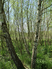 Vertical shot of densely grown tree trunks in the field