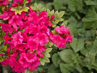 Closeup of a Rhododendron plant isolated with a blurred background