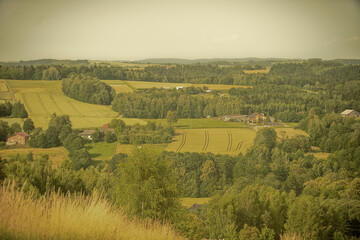 Fototapeta premium vineyard in tuscany