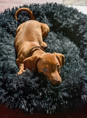 Simp&aacute;tica perra salchicha o cachorro Dachshund mini marr&oacute;n recostado sobre almohad&oacute;n peludo negro.