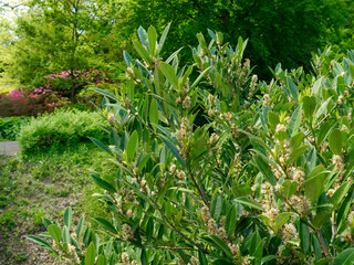 Bush of Cherry laurel (Prunus laurocerasus) in the garden