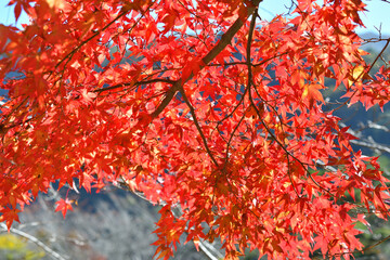 赤い紅葉
