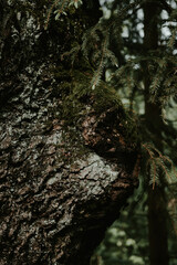 tree bark background