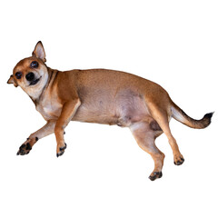 Cute chihuahua dog lying looking at the camera with curiosity, isolated on white background.