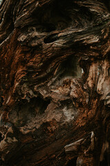 bark of a tree
