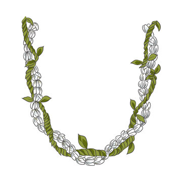necklace Hawaiian Lei flower illustration hand drawing  