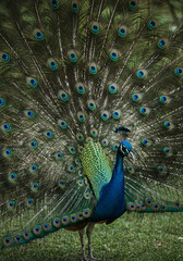 Obraz premium peacock with feathers out of focus