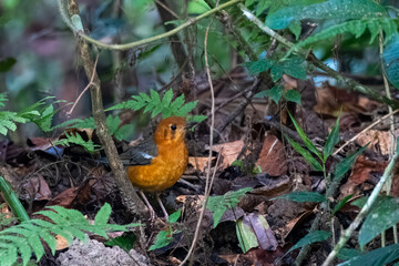 orange-headed thrush or Geokichla citrina seen in Karimganj, Assam, India