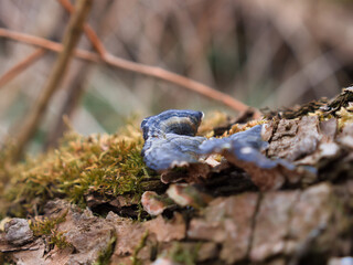 Blurry shot of a weathered tree with forest mushrooms