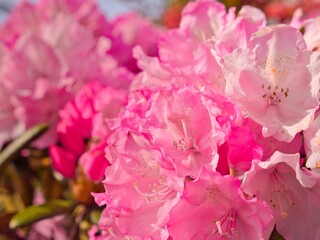 Macro shot of red rhododendron flowers with blurred background
