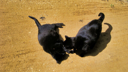 Black cats having a play fight on a sandy track

