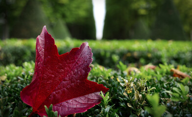 Selective focus shot of a red leaf in a garden