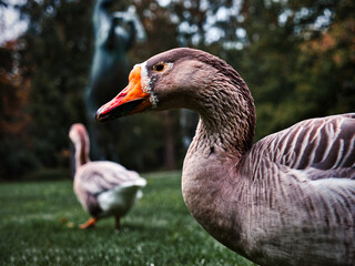 Selective focus shot of a goose in a field