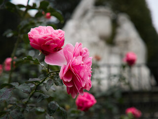 Selective focus shot of beautiful pink roses in a garden
