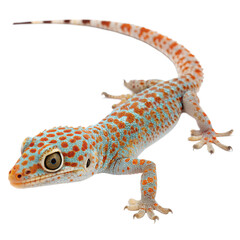 Naklejka premium A vibrant, colorful gecko with blue and orange spots. It has a slender body and long tail, showcasing its unique patterns against a black background.