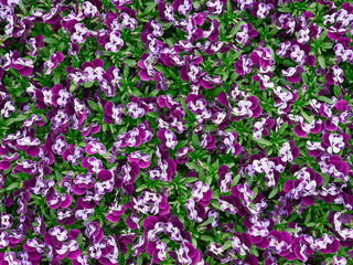 Fototapeta premium Closeup shot of beautiful violet flowers in a garden