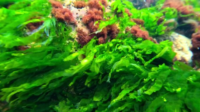 Green algae Enteromorpha intestinalis and small mollusks Mollusk Theodoxus on rocks near the shore in the Black Sea, underwater landscape