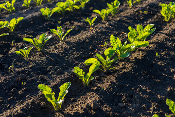 Young sugar beet plants thrive in rich soil, showcasing vibrant green leaves under the warm sunlight in a rural agricultural setting