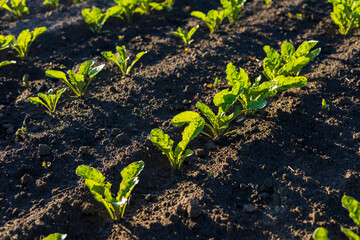 Freshly planted sugar beet crops emerge from rich, dark soil under bright sunlight in a thriving...