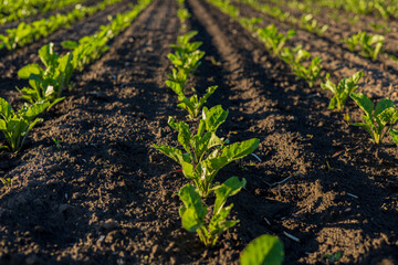 Young sugar beet plants thrive in neat rows in a rich, dark soil field under clear skies, indicating an active farming season