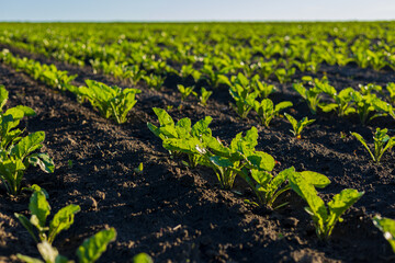 Green sugar beets flourish in well-tilled soil, highlighting successful farming practices in a vast...