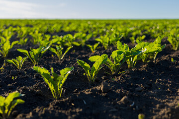 Small sugar beet plants are growing robustly in a vast field, showcasing healthy green leaves against rich dark soil under clear blue skies